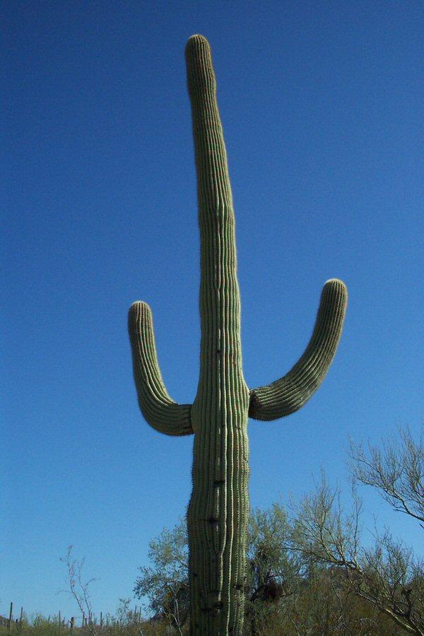  Autors: Sabana Saguaro