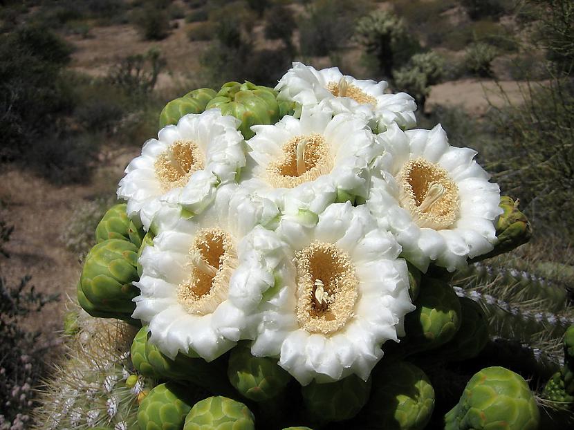  Autors: Sabana Saguaro