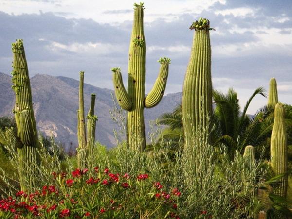  Autors: Sabana Saguaro