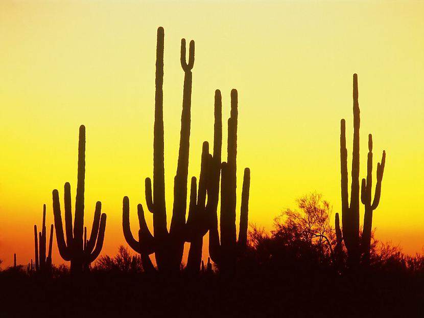  Autors: Sabana Saguaro