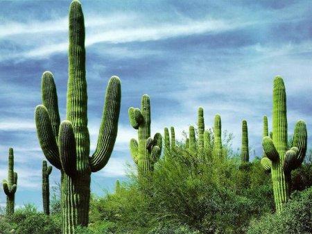 Šis sods tomēr nebaida malu... Autors: Sabana Saguaro