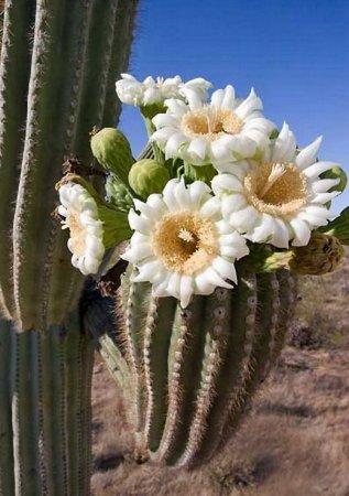 Pats garākais saguaro bija 25... Autors: Sabana Saguaro