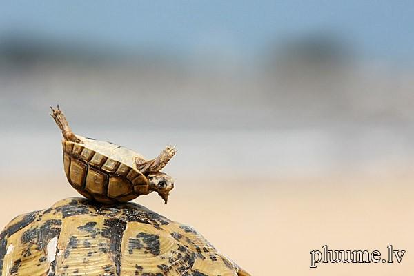 quotJa bruņurupucim nav bruņu... Autors: mortensh Nopietnas atbildes uz Pukša jautājumiem