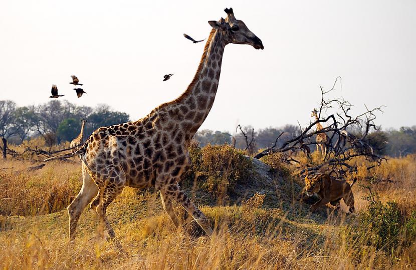Kanana Camp Botswana Žirafe... Autors: Marchix NG photography contest 2010