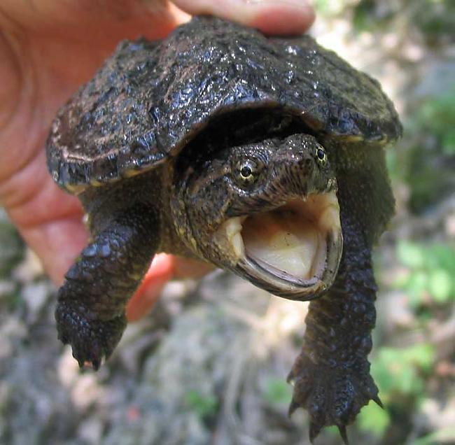Bruņurupučiem ir tik īsa mēle... Autors: 6luks Bruņurupuči