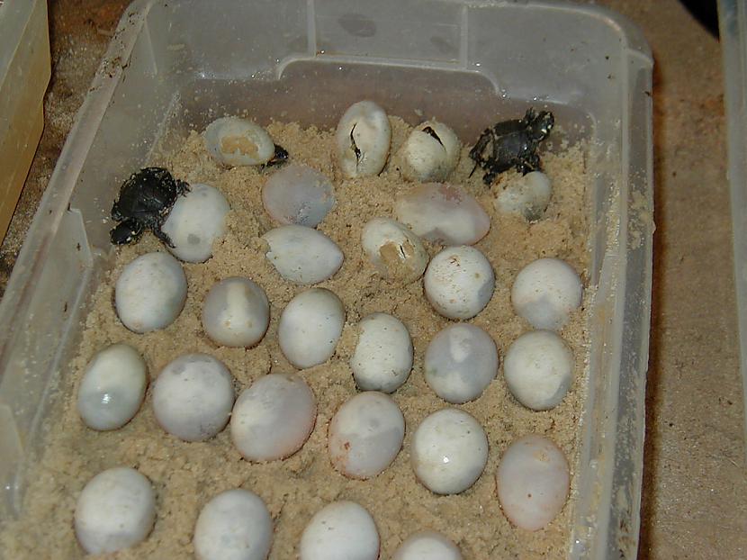 Visi bruņurpuči dēj olas uz... Autors: 6luks Bruņurupuči
