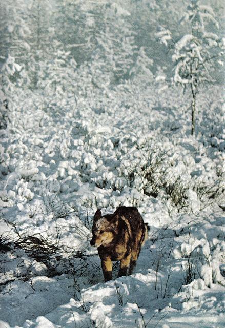 un suns pa priekšu visiem Autors: kranchux Dean Conger,National Geographic fotogrāfs