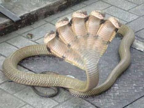 šī ir malaizijā sastopamā rudā... Autors: Optimists NaCl Parasta čūska ?