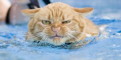 Kuram kaķim patīk peldēt Autors: rebicc Tikai kaķu mīļiem!