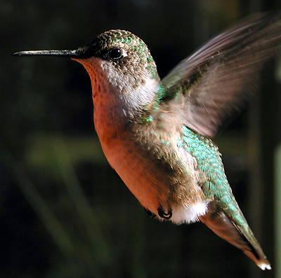 Kolibri sver mazāk nekā 1... Autors: kettā Par šo un to.