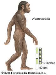 Homo habilis Autors: Fosilija Kā  radies cilvēks?