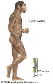 Homo erectus Autors: Fosilija Kā  radies cilvēks?