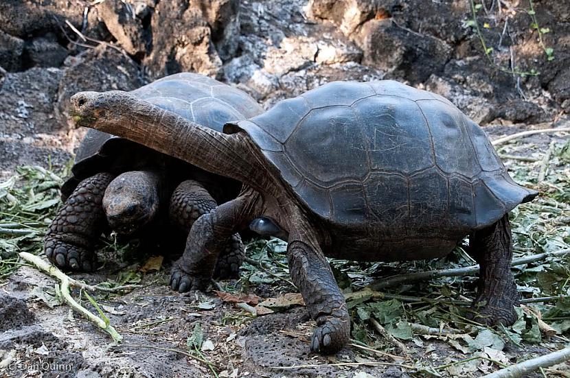  Autors: kapars118 Galapagu milzu bruņurupuči