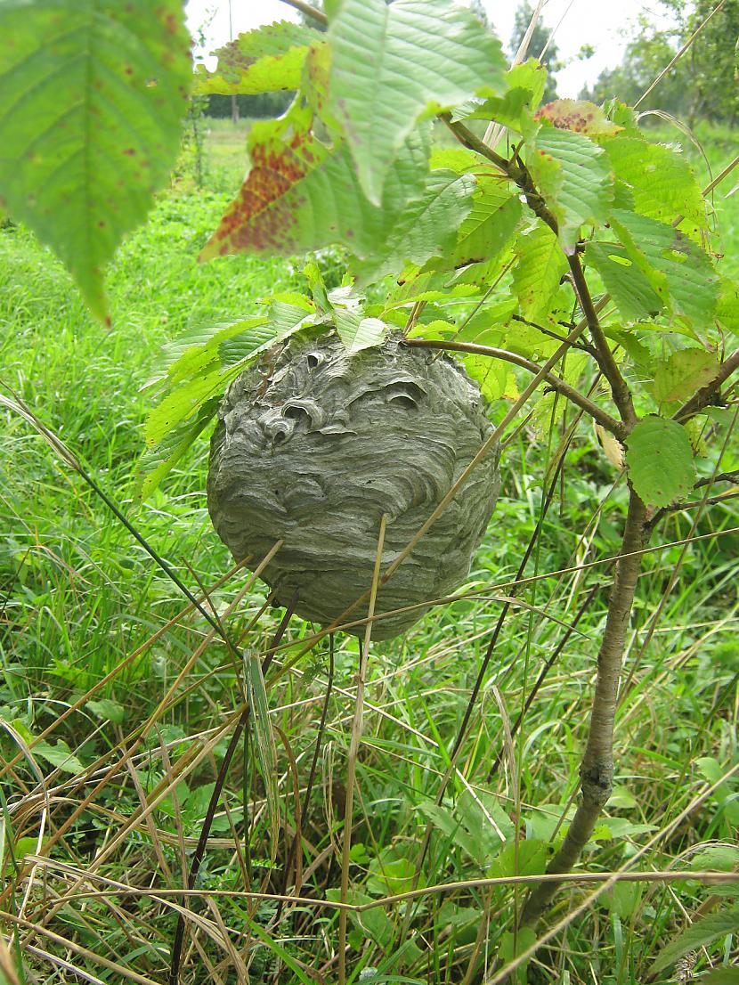  Autors: cacitamucaca manas bildes!