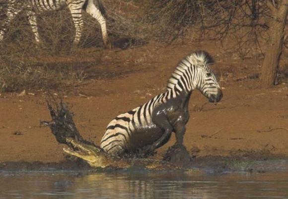  Autors: Optimists NaCl Zebras cīnās un uzvar !