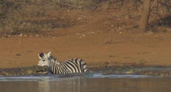  Autors: Optimists NaCl Zebras cīnās un uzvar !