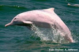 Spilgtākais delfīnsKīnas rozā... Autors: Playboys Rekordi , kas saistīti ar dzīvniekiem!