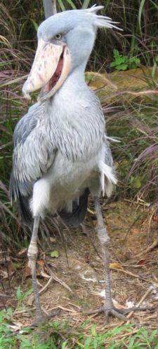 SHOEBILL ir ļoti liels putns... Autors: Vladziks Dīvainākie dzīvnieki pasaulē