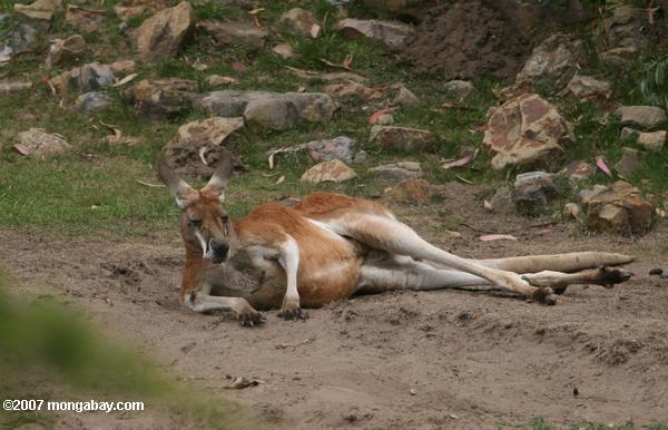 Sarkanais ķengurs Macropus... Autors: janisn Dzīvnieku pasaule