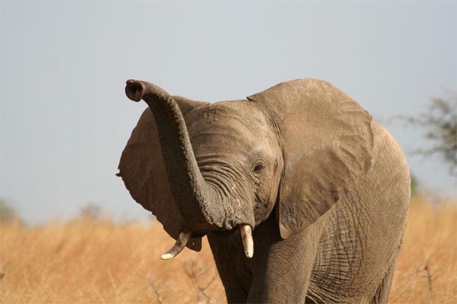 Āfrikas zilonis Loxodonta... Autors: janisn Dzīvnieku pasaule