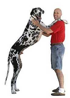 Pasaules garākais suns ir 104m... Autors: MilfHunter Ginesa Pasaules Rekordi 2