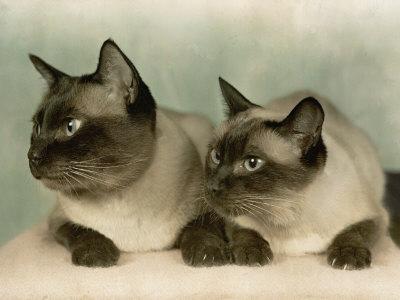 Kaķi nekad neņaud viens otram... Autors: čiekuriņš Fakti par kaķiem.