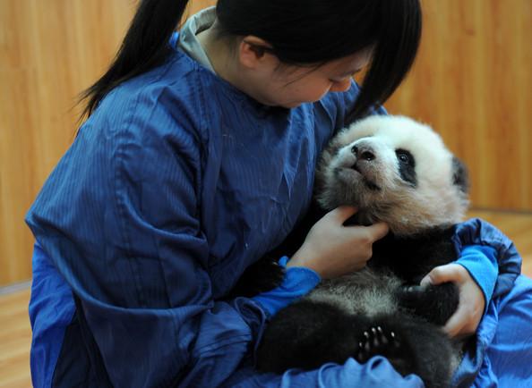 Jaunajā centrā būs vieta... Autors: bee62 Ķīnas zinātnieku cīņa par pandu izdzīvošanu