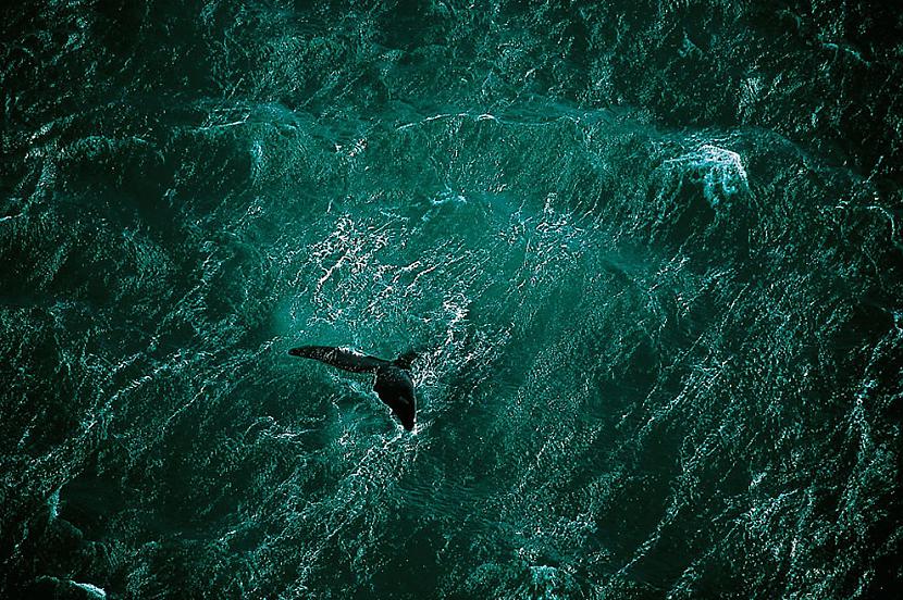 Valis peld pie Valdes... Autors: SatanicLv Apbrīnojamā Zeme :)