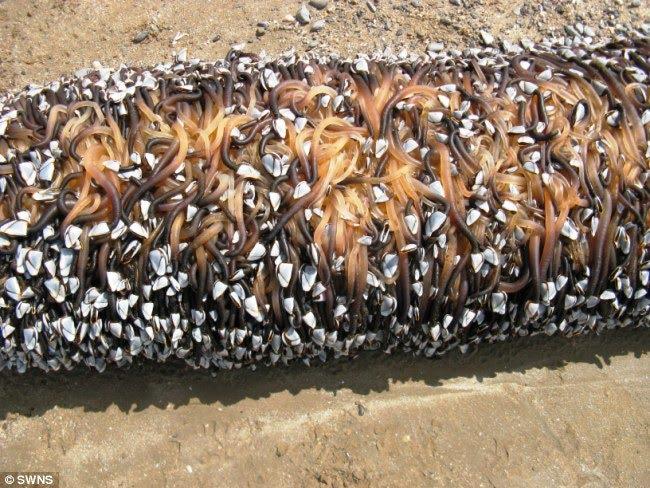 I know there are tons of... Autors: Beastly Strange Creature Washes up On Beach