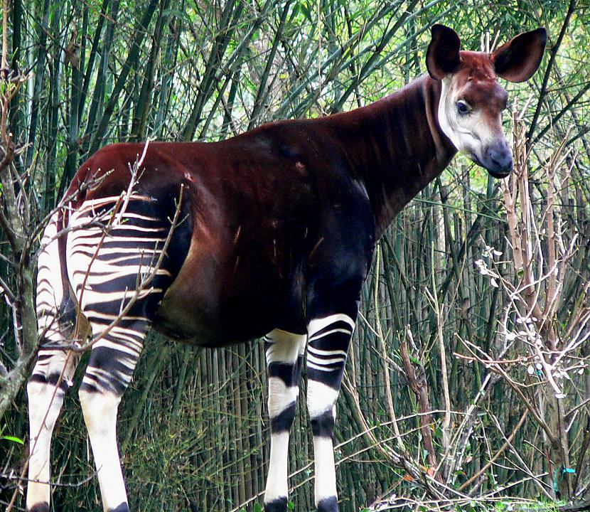 Žirafēm ir radinieks  okapi... Autors: Fosilija Fakti par žirafēm.