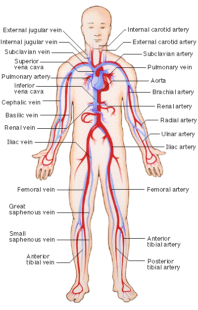 Asinsrites orgānu sistēma... Autors: moodway Cilvēka Ķermenis