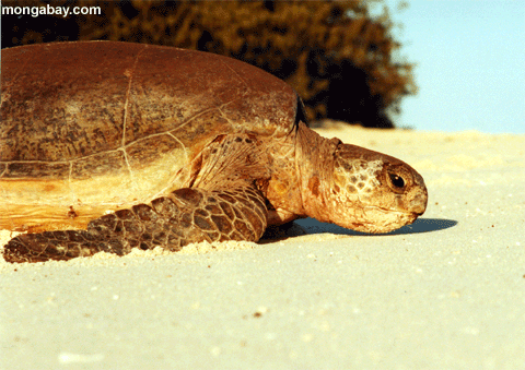 Bruņurupuči prot elpot arī pa... Autors: Fosilija Faktiņiii.