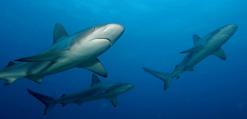 Vairāki simti vīru nokļuva... Autors: keikei7 Visbriesmīgākais haizivju uzbrukums vēsturē?