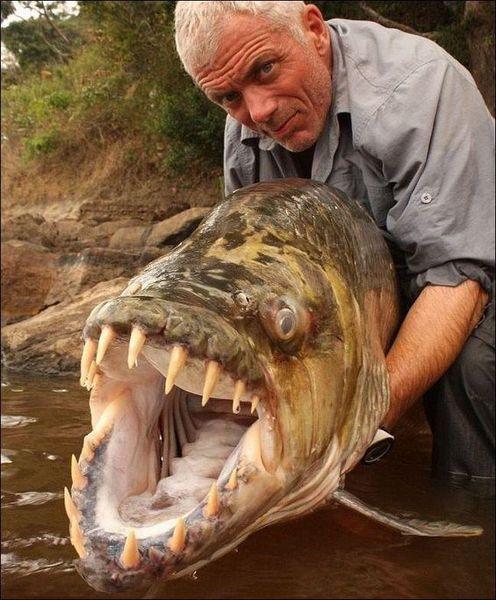  Autors: Beastly Nu ļoti nelāgs radījums mīt Kongo upē