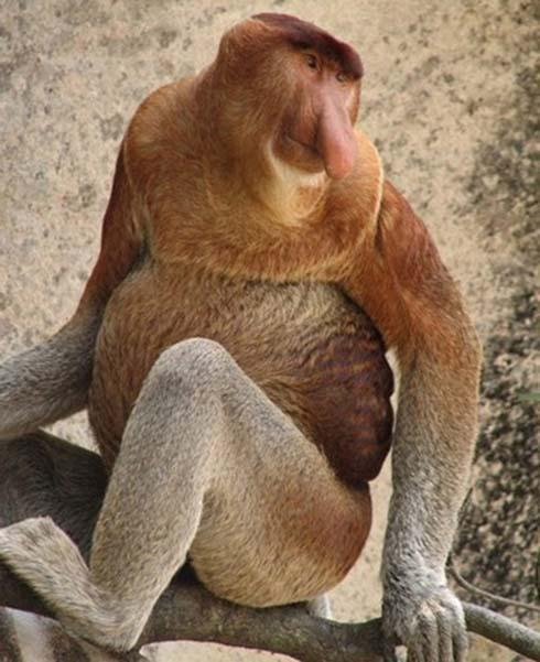 12 Snuķa pērtiķis Proboscis... Autors: VinijsPūks 25 pasaules jocīgākie dzīvnieki