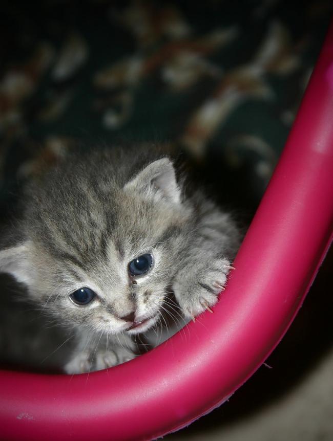Kad kaķēns piedzimst tas... Autors: kikkyy4 Kaķu bildes + faktiņi.