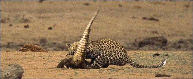  Autors: reds Leoparda savādais medījums!!
