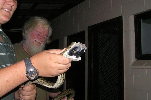 Dzīvnieku dresētāji masē šo... Autors: BīstamāGramatika Čūska apēda kazu!