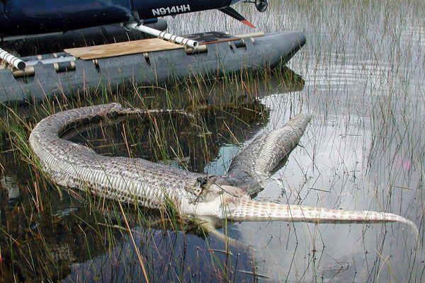 Šim pusdienās 2m krokodils... Autors: BīstamāGramatika Čūska apēda kazu!