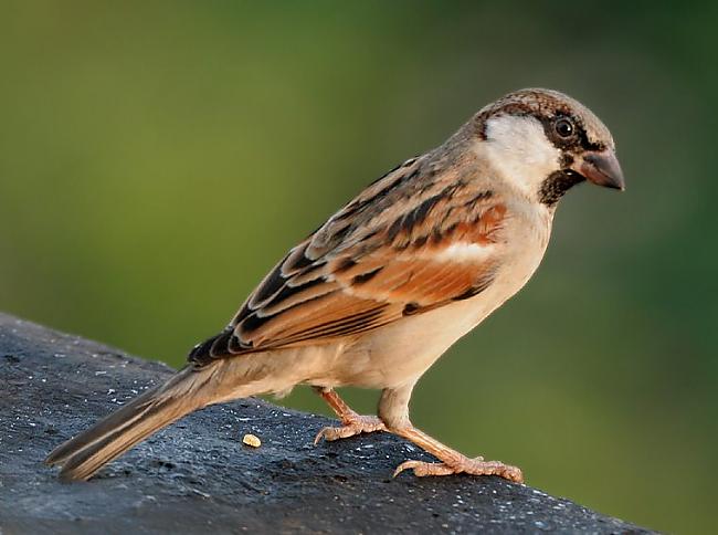 Vairāk nekā 1000 putni nomirst... Autors: Elinčiks Pāris interesantu faktu. [4]