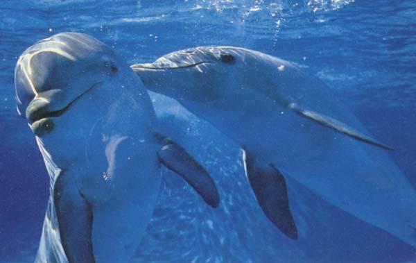 Cilvēki un delfīni ir vienīgās... Autors: babajs Interesanti fakti!