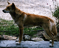 Dingo Autors: YourShadow Austrālijas dzīvnieki.