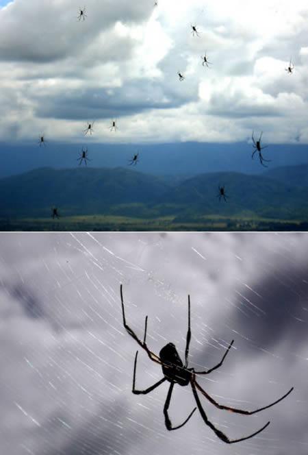 Zirnekļu lietus Argentīnā... Autors: cherrymuffin Kas citviet krīt no debesīm?