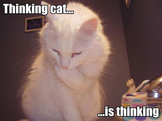 Thinking Cat. Наша кошка think thought thought можно мышку.