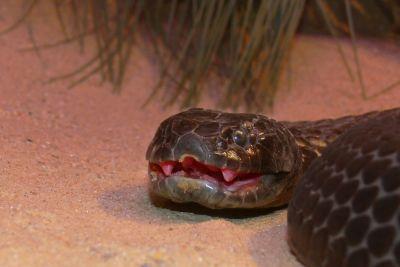 Tiger SnakeThe tiger snake is... Autors: Fosilija Bīstamie dzīvnieki Austrālijā.