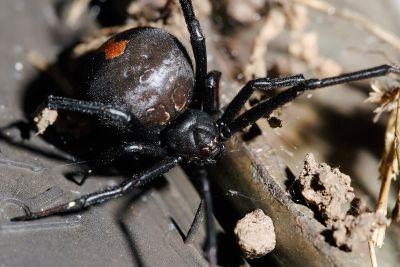 Red Back SpiderThis species... Autors: Fosilija Bīstamie dzīvnieki Austrālijā.