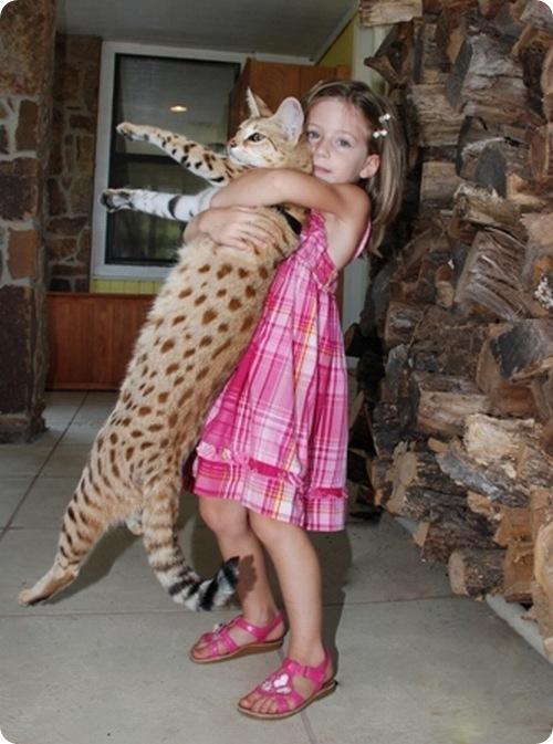  Autors: jankabanka Lielākais kaķis pasaulē.