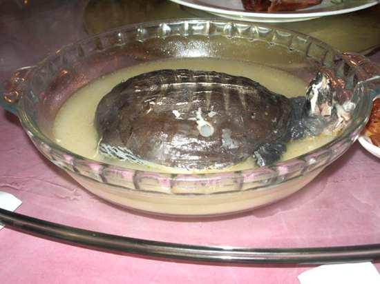 Bruņurupuči bija lielas... Autors: zirnekļcūks Ko tik cilvēki ēd