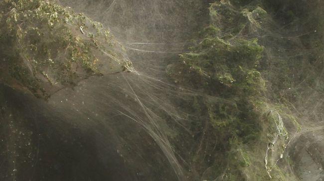 Glābjoties no ūdens miljoniem... Autors: kikijs Zirnekļu uzbrukums Pakistānai.