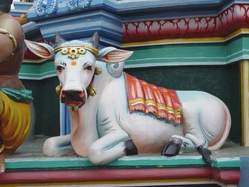 Govs hinduistiem ir svēta un... Autors: Optima līnija Hinduisma simboli